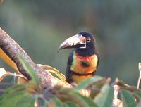 Collared Aracari - Pteroglossus torquatus