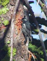 Williamson's Sapsucker - Sphyrapicus thyroideus