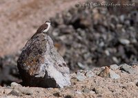 White-bellied Cinclodes - Cinclodes palliatus