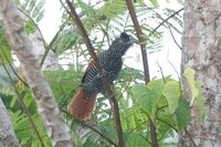 Chestnut-backed Antshrike - Thamnophilus palliatus