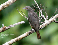 Purple-throated Cotinga - Porphyrolaema porphyrolaema