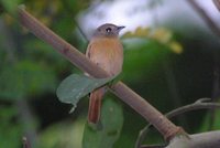 Ruddy-tailed Flycatcher - Terenotriccus erythrurus