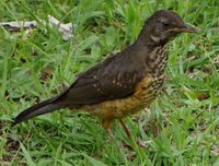 Olive Thrush - Turdus olivaceus