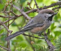 Boreal Chickadee - Poecile hudsonica