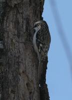 Brown Creeper - Certhia americana