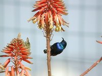 Palestine Sunbird - Cinnyris oseus