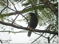 White-vented Myna - Acridotheres grandis