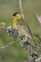 Black-chinned Siskin - Carduelis barbata