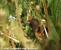 Fire-Fronted Serin - Serinus pusillus