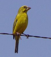 Brimstone Canary - Serinus sulphuratus