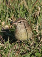 Palm Warbler - Dendroica palmarum