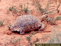 Leopard Tortoise, Geochelone pardalis pardalis