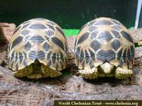 Burmese Star Tortoise, Geochelone platynota