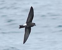 Wilson's Storm Petrel (Oceanites oceanicus)