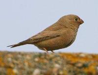 * Trumpeter Finch