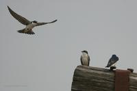 *NEW* White-rumped Swallow