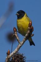 *NEW* Hooded Siskin