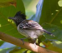 Black-crested antshrike male