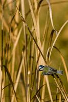 Blue Tit (Parus caeruleus)