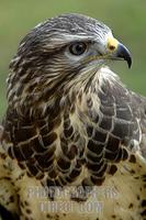 Common buzzard ( Buteo buteo ) stock photo