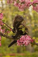 Fisher ( Martes pennanti ) in cherry tree , Kettle River , Minnesota , USA stock photo