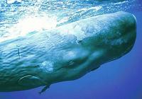 Sperm whale, Physeter catodon