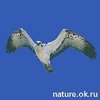 Osprey, Pandion haliaeetus