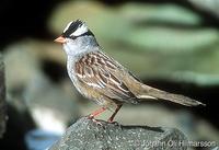 White-crowned Sparrow Zonotrichia leucophrys