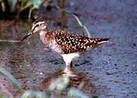 Marsh-Sandpiper