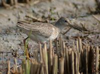Red Shank Tringa totanus 붉은발도요