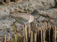 Red Shank Tringa totanus 붉은발도요