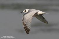 White-winged Tern Chlidonias leucopterus