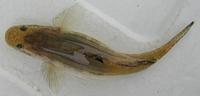 ウキゴリ Gymnogobius urotaenia