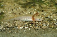 : Ambystoma opacum; Marbled Salamander