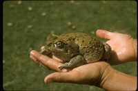 : Bufo alvarius; Colorado River Toad