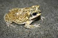 : Bufo punctatus; Red-spotted Toad