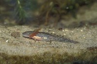 : Hynobius tokyoensis
