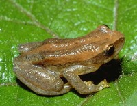 : Hyperolius montanus