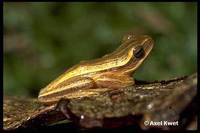 : Hypsiboas leptolineatus