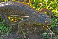 : Pleurodeles waltl; Spanish Newt