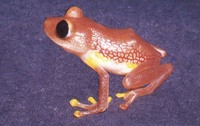 : Pristimantis chalceus