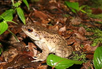 : Rana subaspera; Otton Frog
