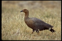 : Chloephaga picta leucoptera; Upland Goose