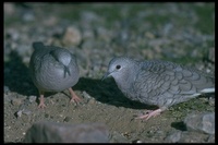 : Columbina inca; Inca Dove