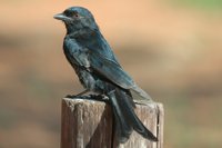 : Dicrurus adsimilis; Fork-tailed Drongo