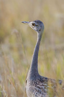 : Eupodotis melanogaster; Black Bellied Bustard