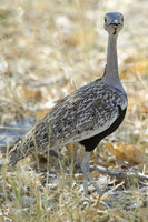 : Eupodotis ruficrista; Red Crested Korhaan