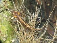 : Salamandra salamandra longirostris; Fire Salamander