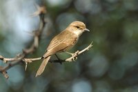 : Melaenornis mariquensis; Marico Flycatcher