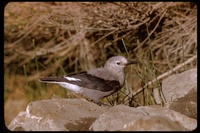 : Nucifraga columbiana; Clark's Nutcracker